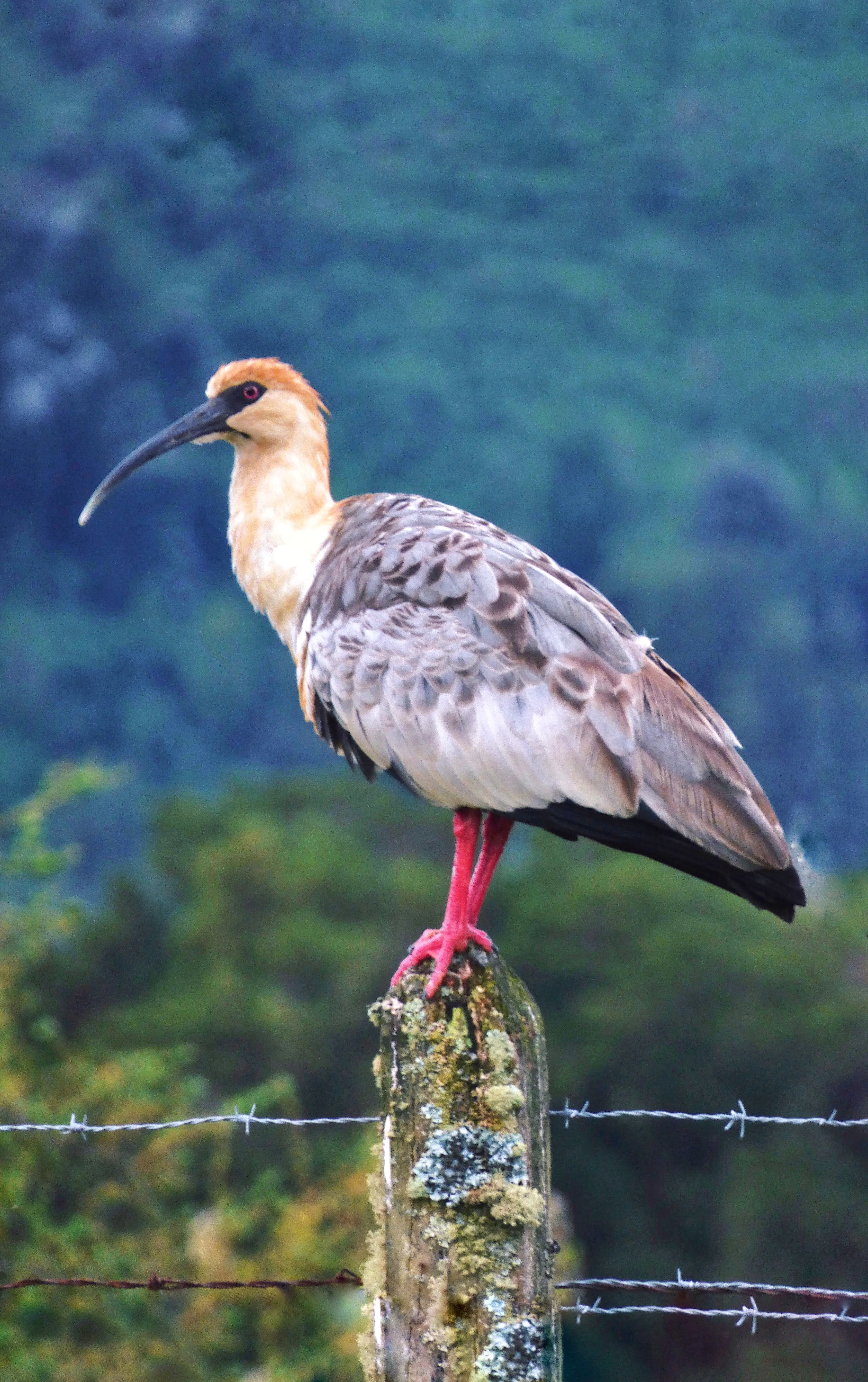 Fauna nativa cerca del río