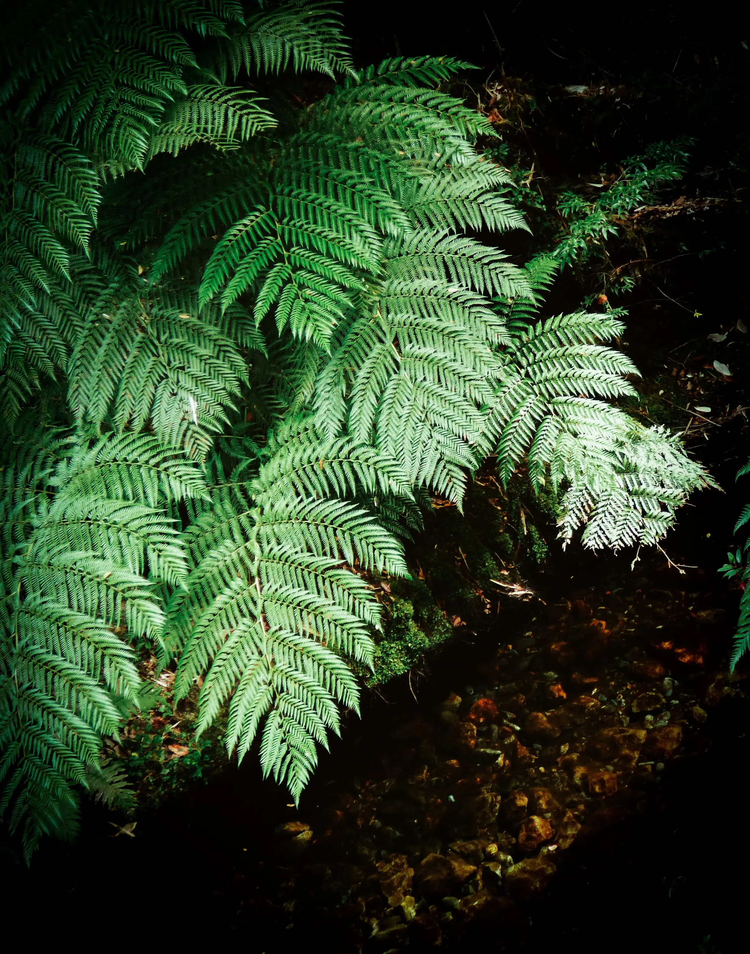 Algodón y fibras recicladas